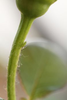 Photo of the small green aphid in the rose