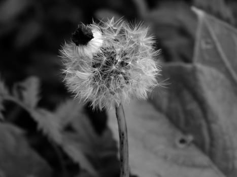 Dandelion in black and white