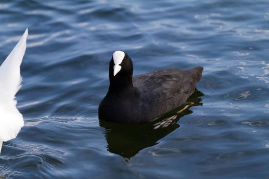 Photo of the mallard in the lake 