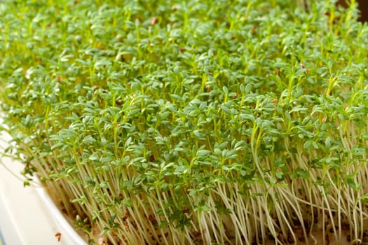 Cress seedlings isolated on white background