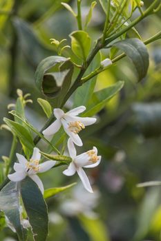 Orange Blossoms on a tree branch