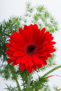  red gerbera daisy flower