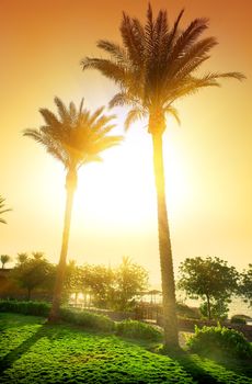 Tall palms in egyptian hotel at sunset