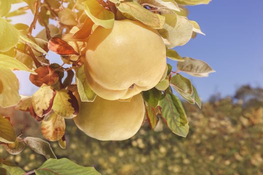 Quinces in orchard