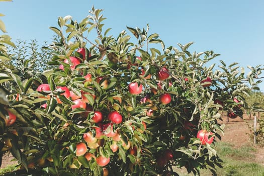 Ripe red apples hang from the branch of a tree.