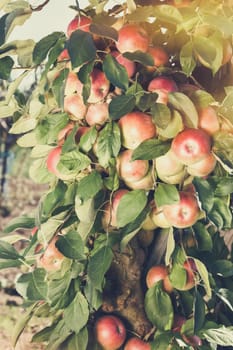 Ripe Apples on Branch