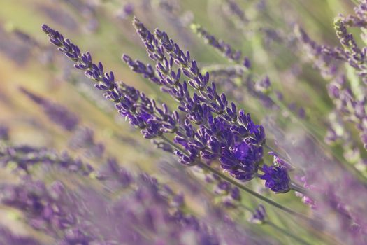 Lavender blossoms. A macro photograph with shallow depth of field. Done with vintage retro filter