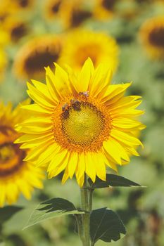 Summer sunflower field, close up. Bees gathering pollen from sunflower