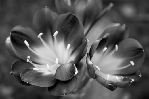 Spring, the flowers on succulent