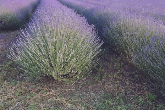 Rows of lavender at sunset. Done with vintage retro filter