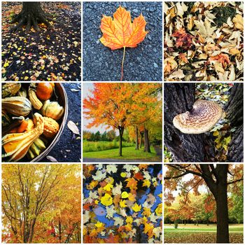 Collage of nine autumn nature photos. Quebec, Canada.