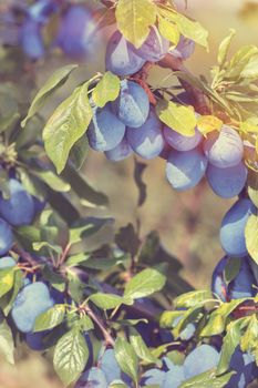 Nature frame with plums, close up. Soft and blur style for background. A photo with shallow depth of field