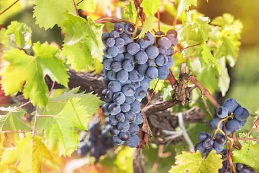 Red grapes and vine leaves with autumn tints. Soft and blur style for background. A photo with shallow depth of field