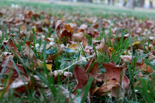 Autumn leaves on the forest floor.