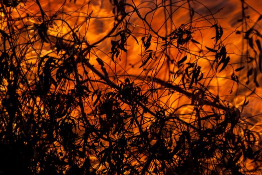 Wild bush and grass fires with burning leaves