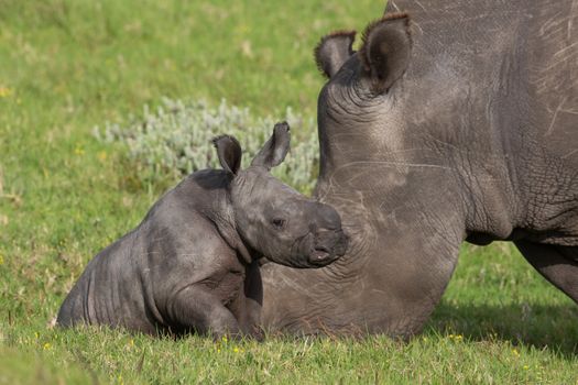 Cute one week old baby Rhino standing behind it's mother