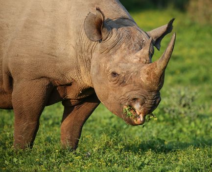 Wild Black Rhino with hooked lip eating lush grass in South Africa