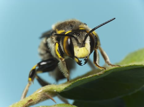 Bee (Anthidium sp.) in a dangerous position