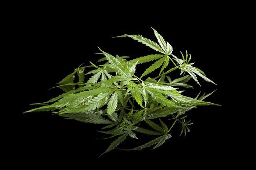 Cannabis isolated on black background. Alternative medicine.