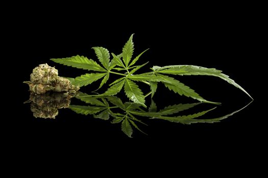 Cannabis foliage and bud isolated on black background. Alternative medicine.