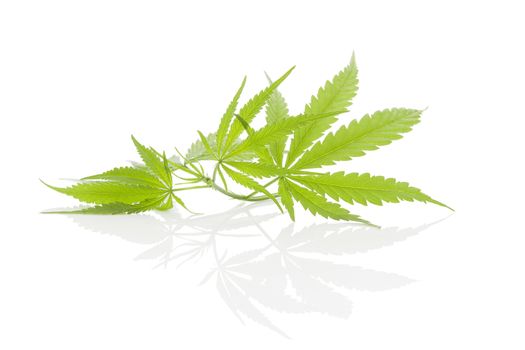 Cannabis foliage isolated on white background. Alternative medicine. 