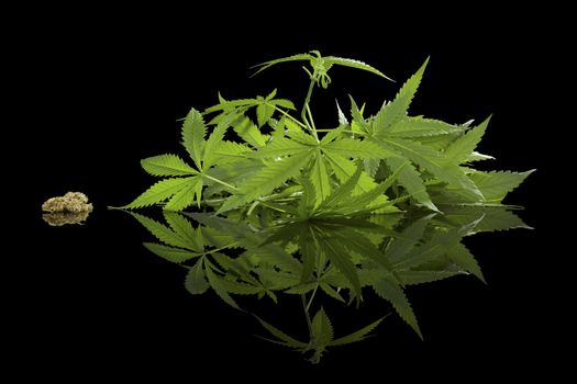 Cannabis foliage and bud isolated on black background. Alternative medicine.