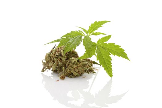 Cannabis foliage isolated on white background. Alternative medicine. 