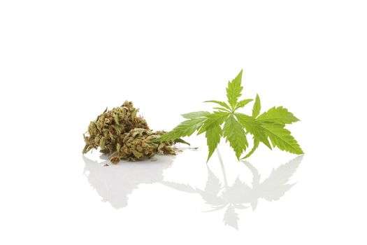Cannabis bud and leaves isolated on white background. Traditional herbal medicine, alternative medicine. 