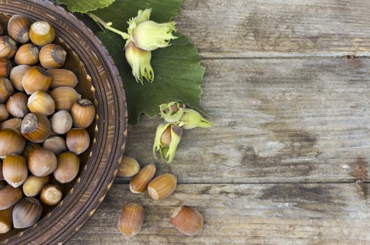 Freshly harvested hazelnuts in a wooden plate