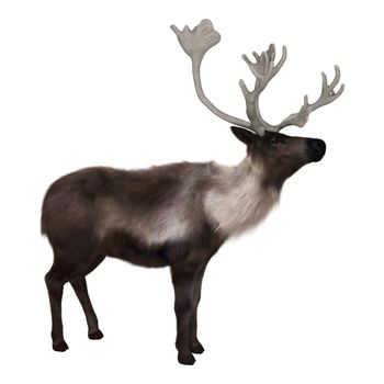 3D digital render of a caribou isolated on white background