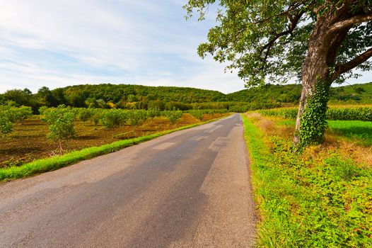  Road near the Orchard and Corn Field  in France