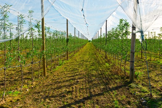 Young Apple Trees  Inside the Greenhouse in France