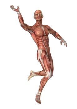 3D digital render of a male anatomy figure with muscles map isolated on white background