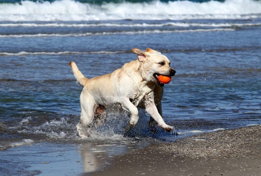yellow labradors at the sea with an orange ball