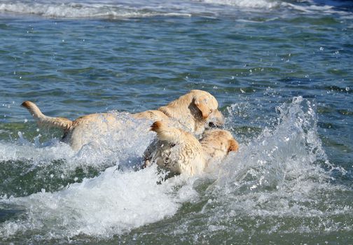 two yellow labradors swimming in the sea