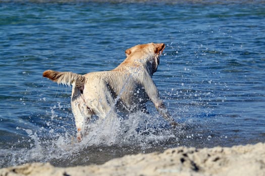nice yellow labrador swimming in the sea