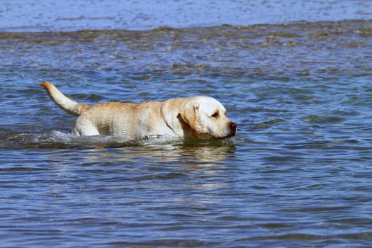 a yellow labrador swimming in the sea