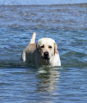 the yellow labrador swimming in the sea