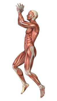 3D digital render of a male anatomy figure with muscles map isolated on white background