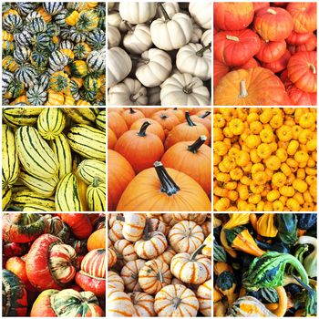Autumn squash varieties. Collage of nine photos.