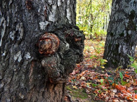 mushroom on a tree