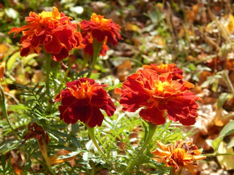 carnation flowers