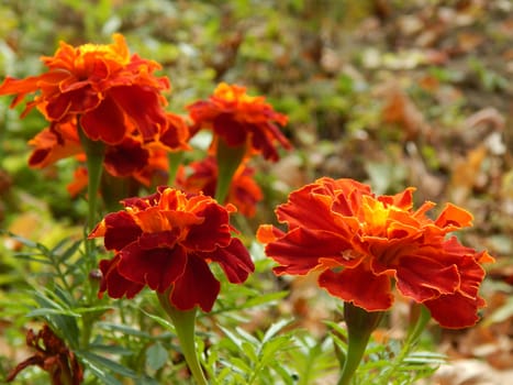 carnation flowers