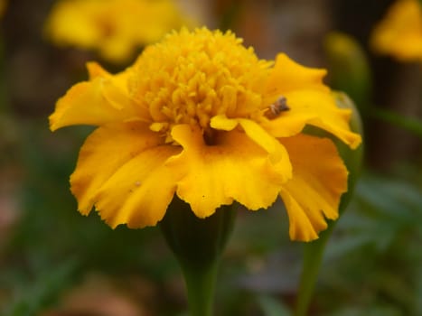 carnation flowers