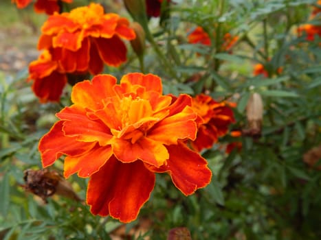 carnation flowers