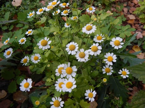 white flowers