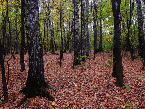 birch grove in autumn