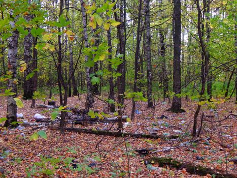 Pollution of forest waste