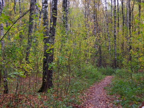 birch grove in autumn