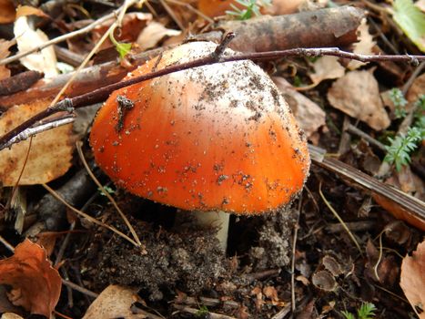 a wild forest mushroom in the woods